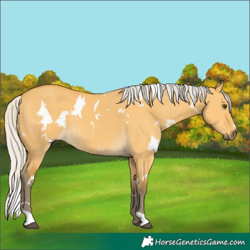 Horse Color:White Spotted Silver Buckskin Dun 
