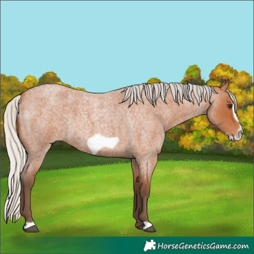 Horse Color:Silver Bay Roan Frame 