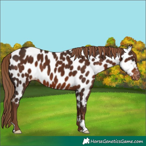 Horse Color:Liver Chestnut Near Leopard 