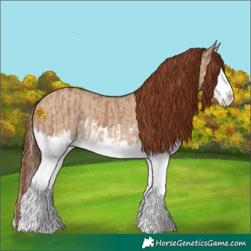 Horse Color:Red Dun Splash and Red Dun Splash