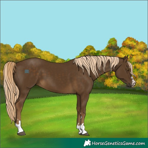 Horse Color:Chocolate Palomino 