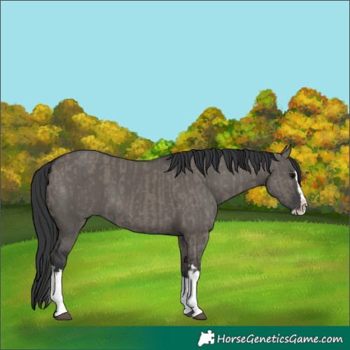Horse Color:Grullo Sabino Splash and Grullo Sabino Splash