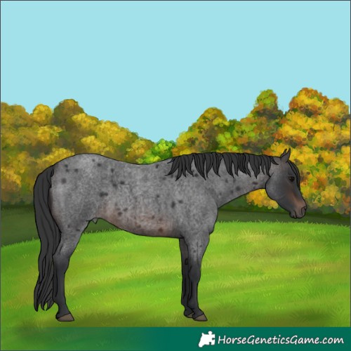 Horse Color:Brown Roan