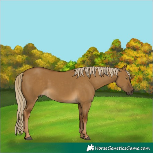 Horse Color:Chocolate Palomino Dun