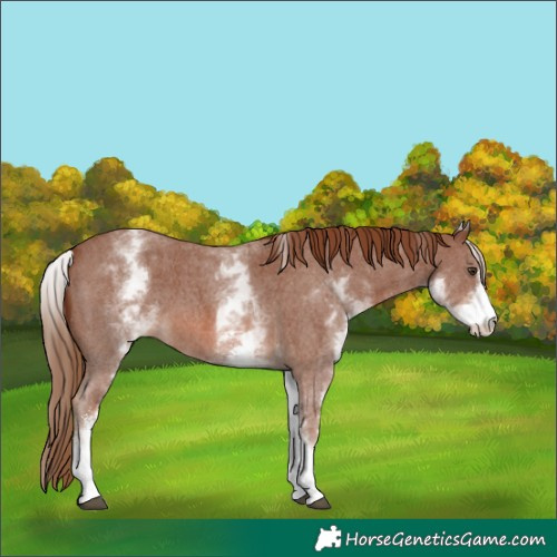 Horse Color:White Spotted Chestnut Sabino 