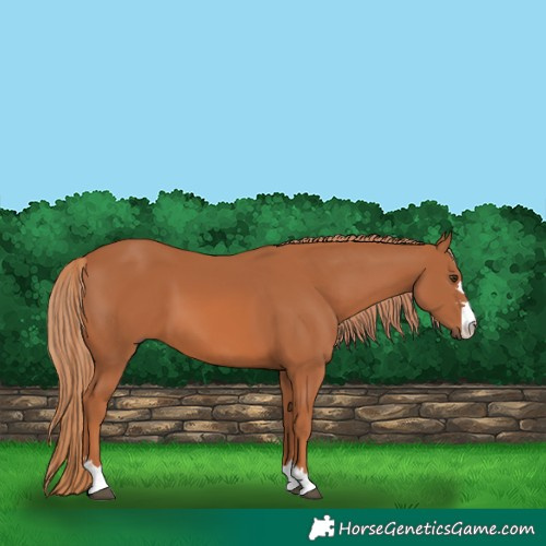 Horse Color:Chestnut 