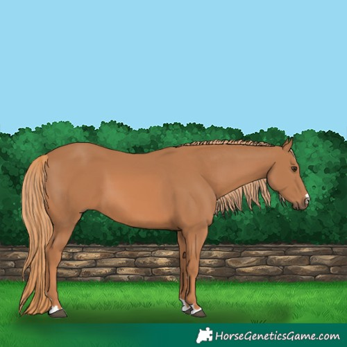 Horse Color:Chestnut 