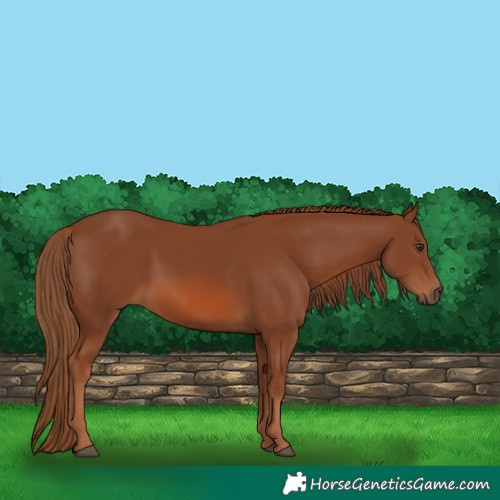 Horse Color:Chestnut 