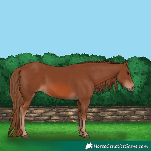 Horse Color:Chestnut 
