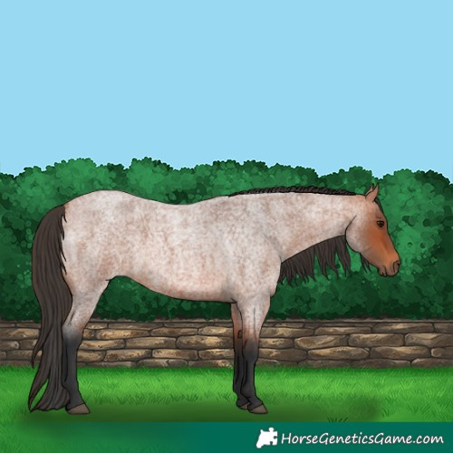 Horse Color:Bay Roan 