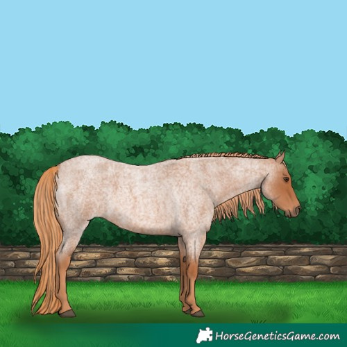 Horse Color:Red Roan 