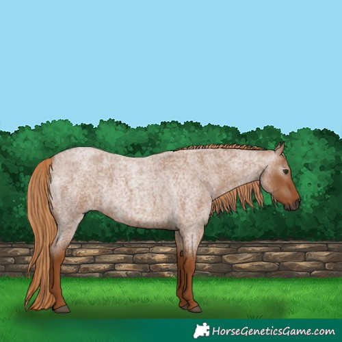 Horse Color:Gray Red Roan