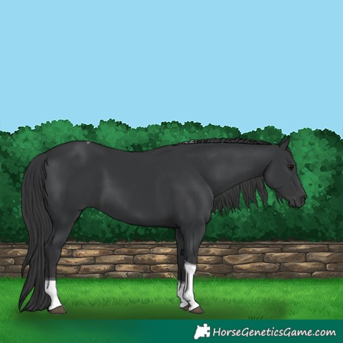 Horse Color:Black Tobiano 