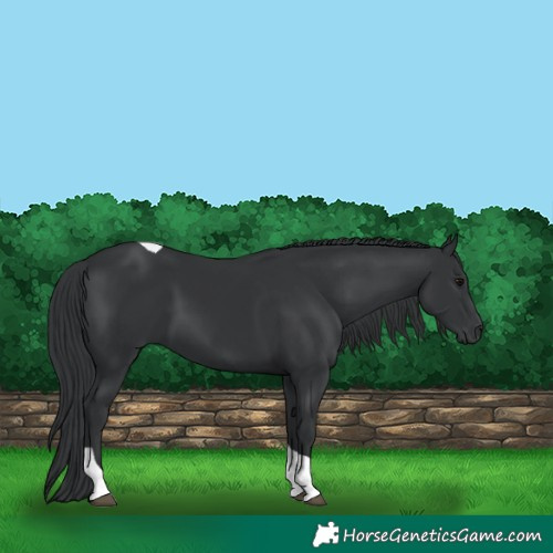 Horse Color:Black Tobiano