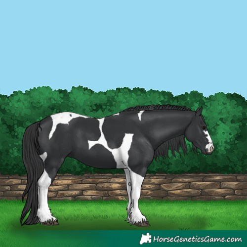 Horse Color:Black Tobiano