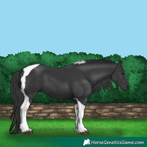 Horse Color:Black Tobiano 