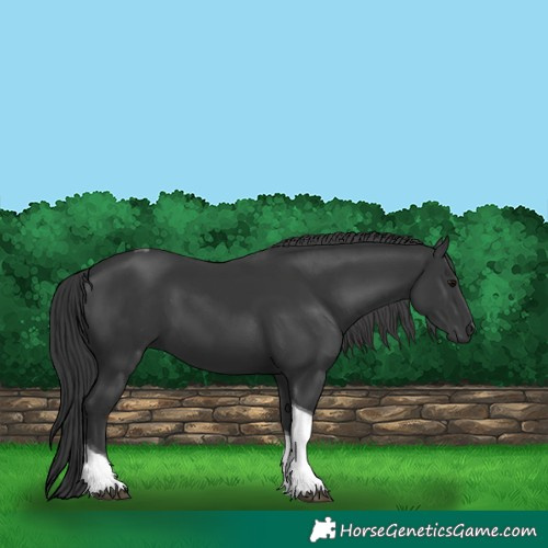 Horse Color:Black Tobiano 