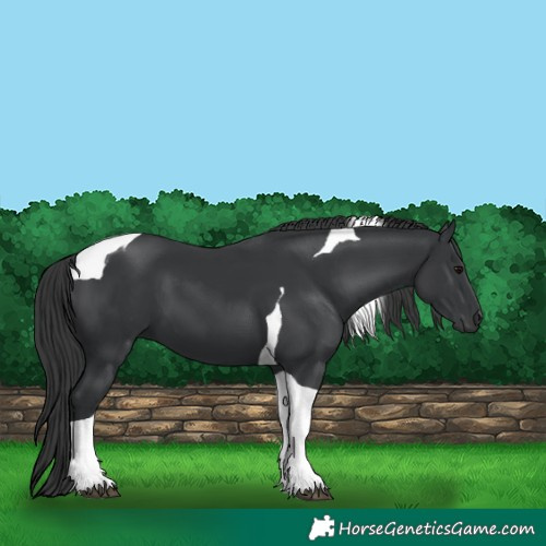 Horse Color:Black Tobiano 