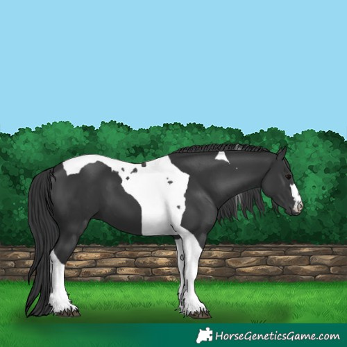 Horse Color:Black Tobiano 