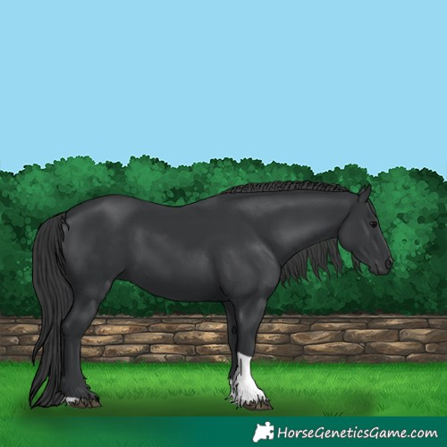 Horse Color:Black Tobiano