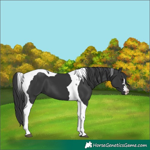 Horse Color:Black Tobiano