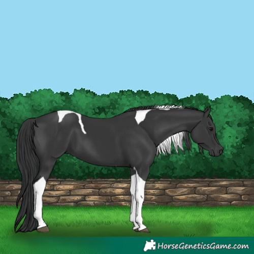 Horse Color:Black Tobiano
