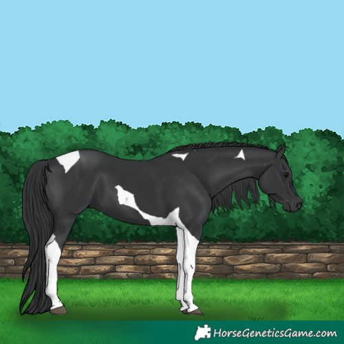 Horse Color:Black Tobiano