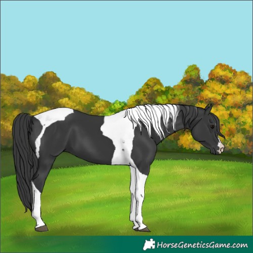 Horse Color:Black Tobiano 