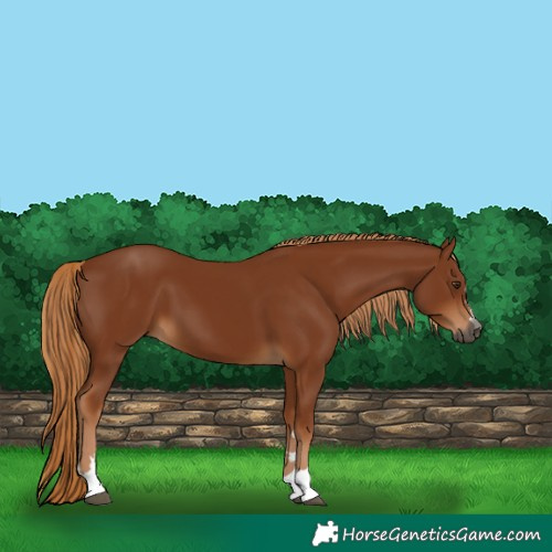 Horse Color:Gray Chestnut
