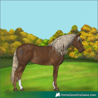 Horse Color:Chocolate Palomino 
