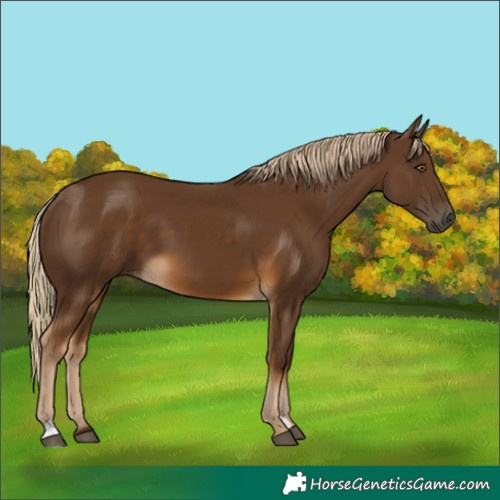 Horse Color:Unknown 