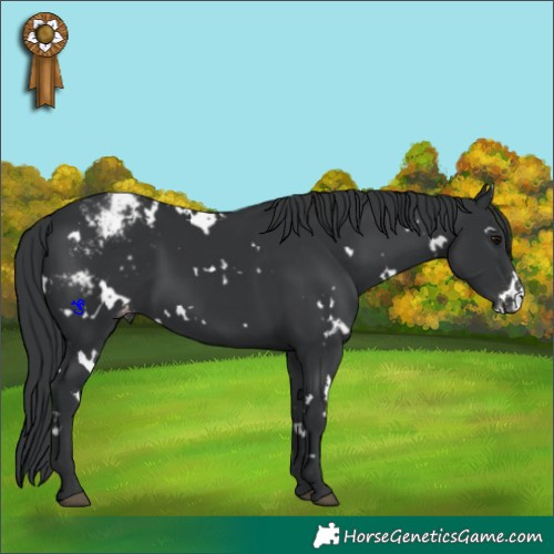 Horse Color:White Spotted Black Appaloosa