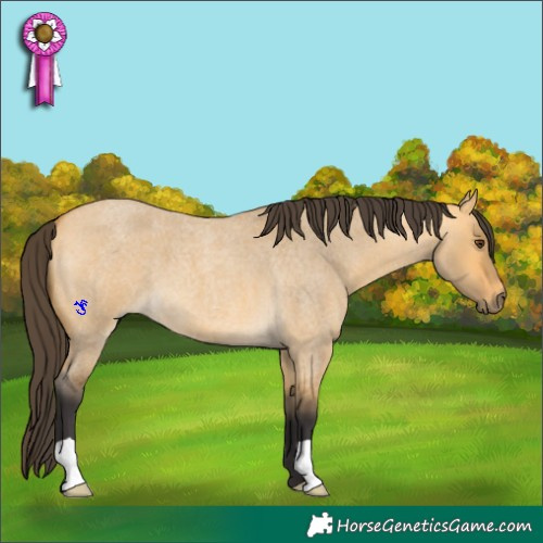Horse Color:Buckskin Roan Dun