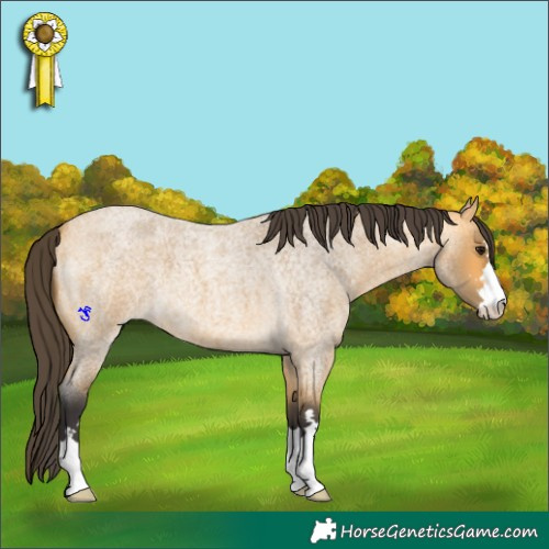 Horse Color:Buckskin Roan 