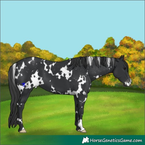 Horse Color:White Spotted Black Appaloosa