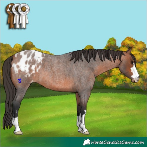 Horse Color:Bay Roan Appaloosa 