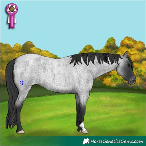 Horse Color:Blue Roan Appaloosa
