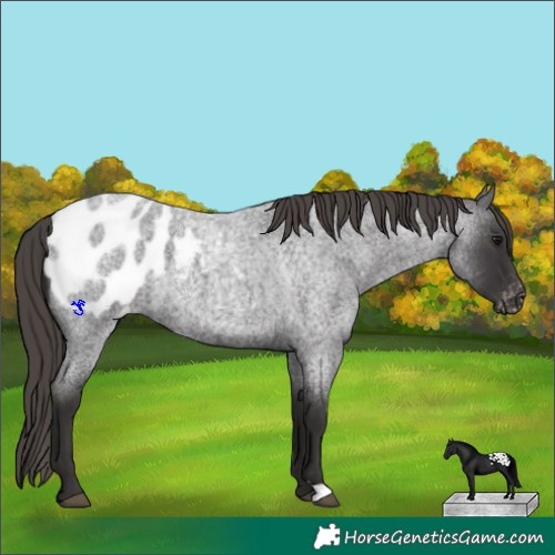 Horse Color:Smoky Blue Roan Blanket