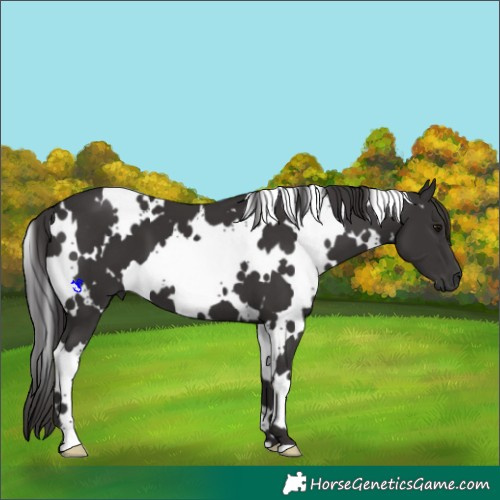 Horse Color:White Spotted Smoky Black 