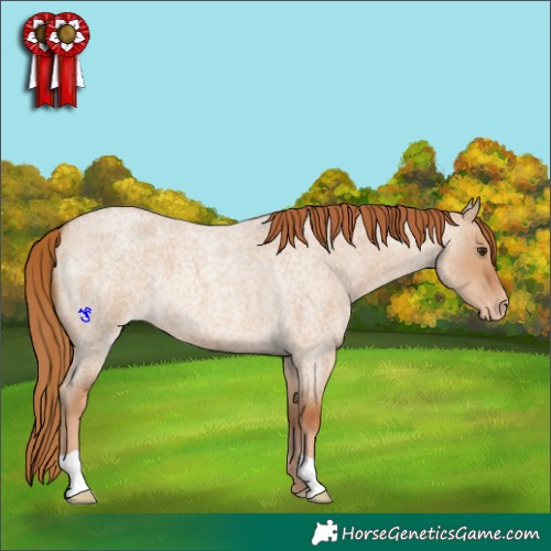 Horse Color:Red Dun Roan Varnish 
