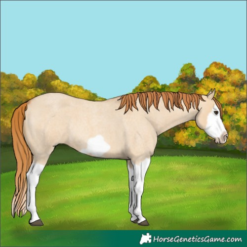 Horse Color:Red Dun Roan Splash Frame Rabicano 