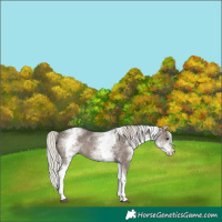 Horse Color:White Spotted Silver Black