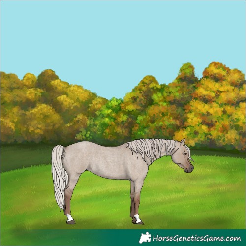 Horse Color:Silver Grullo Roan Rabicano 