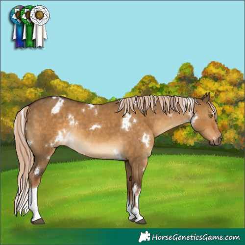 Horse Color:Gray White Spotted Chocolate Palomino Dun Tobiano Appaloosa Rabicano 