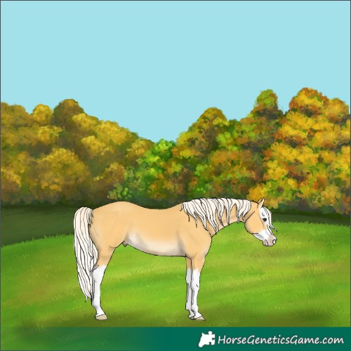 Horse Color:Palomino Splash 