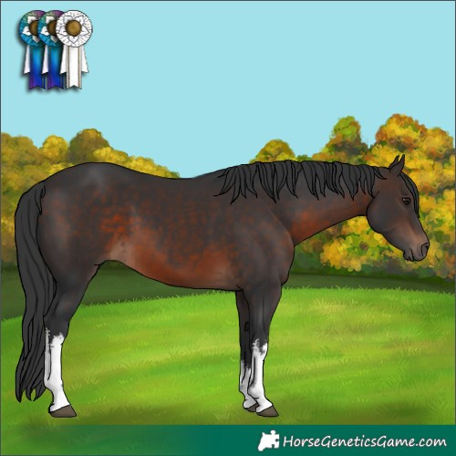 Horse Color:White Spotted Brown