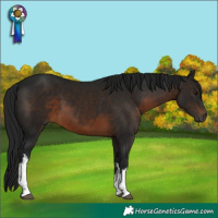 Horse Color:Gray White Spotted Brown 