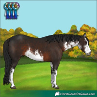 Horse Color:Gray White Spotted Brown 