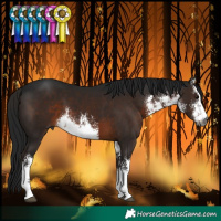 Horse Color:Gray White Spotted Brown