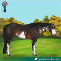 Horse Color:Gray White Spotted Brown 